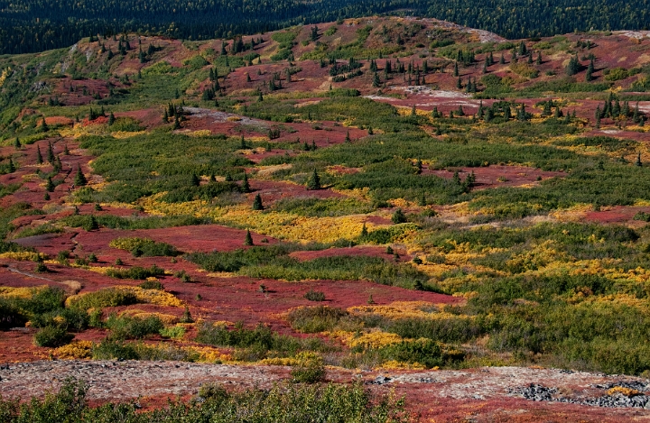 Denali State Park-Birds Nest 5716.jpg